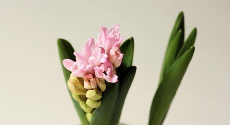 风信子花语之不同颜色的含义（探索风信子花语）