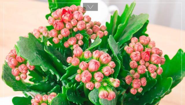 颜色与长寿花的花语（探索不同颜色长寿花的含义与寓意）