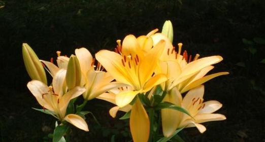 百合花语（探索百合花的奥秘与情感世界）