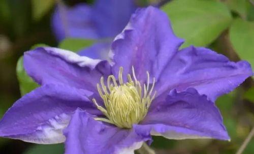 铁线莲花的五彩世界（探索铁线莲花语的奇妙含义）