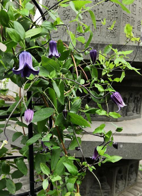 铁线莲花的五彩世界（探索铁线莲花语的奇妙含义）