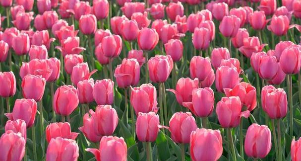 以不同颜色郁金香花语为主题的花卉探秘（揭开不同颜色郁金香的意义与传奇）