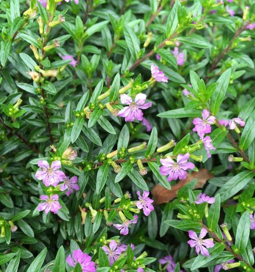 探索世界上最常见的草本植物（草本植物的种类和特点）