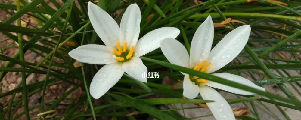 葱花的花语与寓意（探寻葱花的深刻内涵）