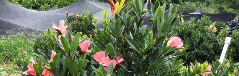 大理市花——风信子的文化意义（探寻大理市花风信子的历史渊源与象征意义）