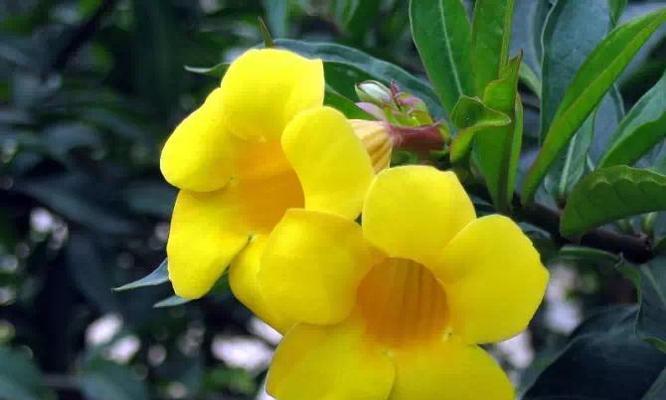 大理市花——风信子的文化意义（探寻大理市花风信子的历史渊源与象征意义）