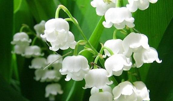 代表爱情的植物——浪漫花卉芳情（从玫瑰到满天星）