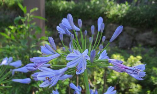 代表爱情的植物——浪漫花卉芳情（从玫瑰到满天星）
