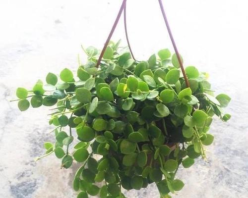 代表爱情的植物——浪漫花卉芳情（从玫瑰到满天星）