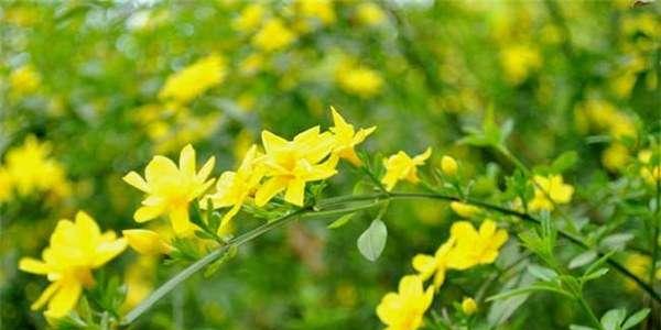 春天的花卉盛宴（盛开在春天的花朵）