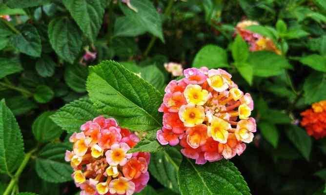春天的花朵盛开，万物复苏（以代表春天的植物为主题的盛春之美）