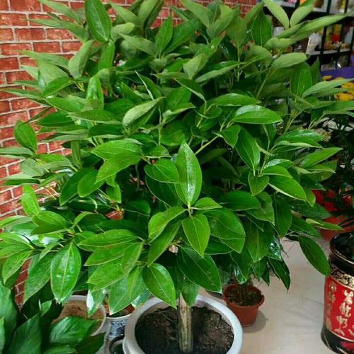 代表富贵的植物——植物王国中的财富象征（追寻财富与繁荣之路）