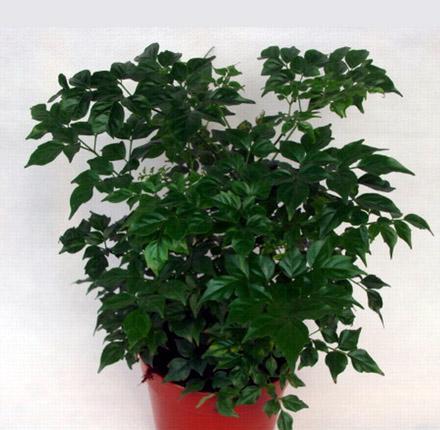 代表富贵的植物——植物王国中的财富象征（追寻财富与繁荣之路）