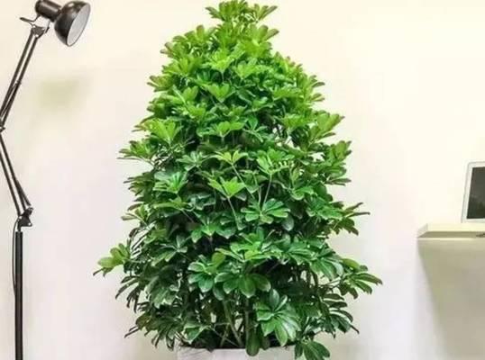 代表富贵的植物——植物王国中的财富象征（追寻财富与繁荣之路）
