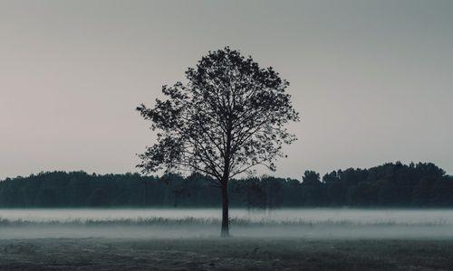 孤独之花（探索植物世界中的寂寞生命/孤独与自我成长的象征）