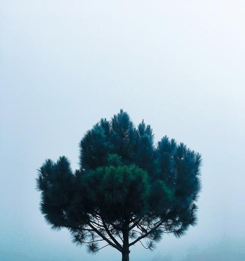 孤独之花（探索植物世界中的寂寞生命/孤独与自我成长的象征）