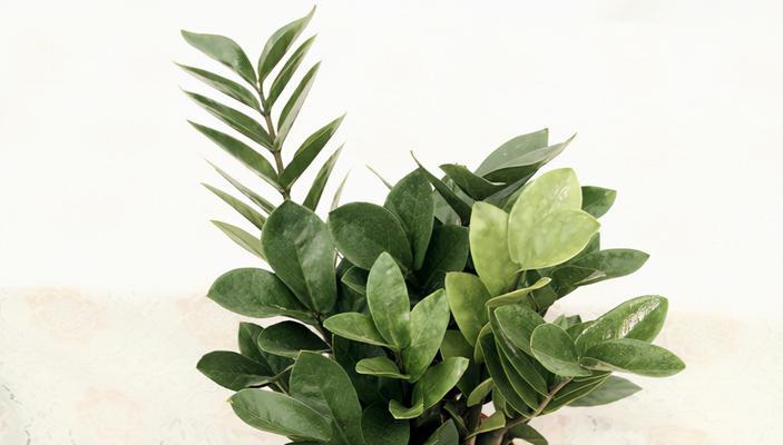 代表好运的植物（传统文化中的吉祥之物）