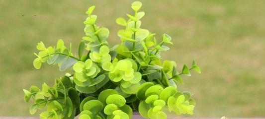 代表好运的植物（传统文化中的吉祥之物）