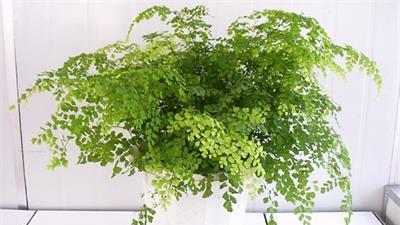 以代表健康的植物为主题的文章（探索健康植物的魅力和功效）