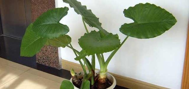 以代表健康的植物为主题的文章（探索健康植物的魅力和功效）