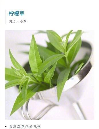 以代表健康的植物为主题的文章（探索健康植物的魅力和功效）