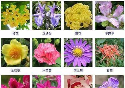 秋天的植物花卉美景（探索秋天花卉的色彩世界）