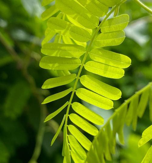 代表思念的植物（缅怀过去）