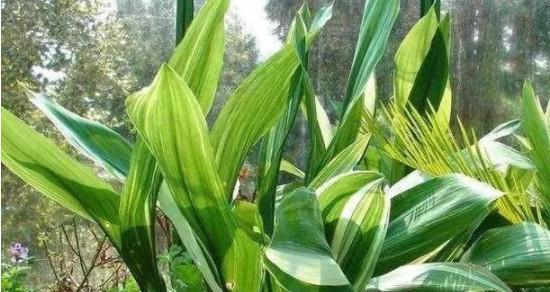 四季花开，植物代表的美丽（以四季花卉为主题）