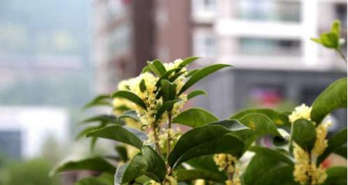 四季花开，植物代表的美丽（以四季花卉为主题）