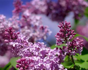 四季花开，美丽绽放（追逐春夏秋冬的花海盛宴）