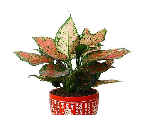 喜庆的植物——带来幸福和吉祥的象征（探索以植物为主题的喜庆传统及其象征意义）