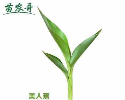 夏日花开，盛夏之美尽在花卉（盛夏花海）
