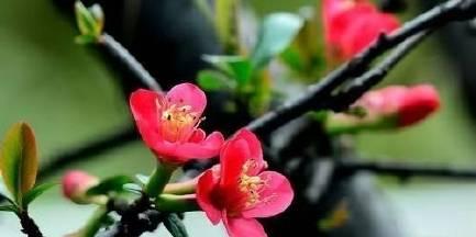 生命之花（以代表向死而生的花为主题的探索与感悟）