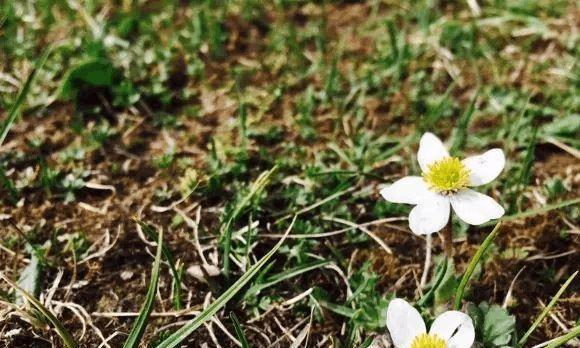 生命之花（以代表向死而生的花为主题的探索与感悟）
