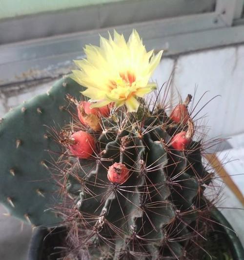 以代表学业有成的花盛开，追求学业进步（开花的象征与祝福）