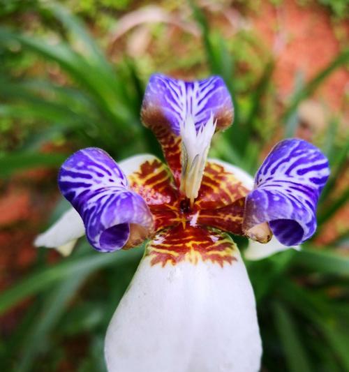友谊长存的花——情谊永远的象征（以花为媒）