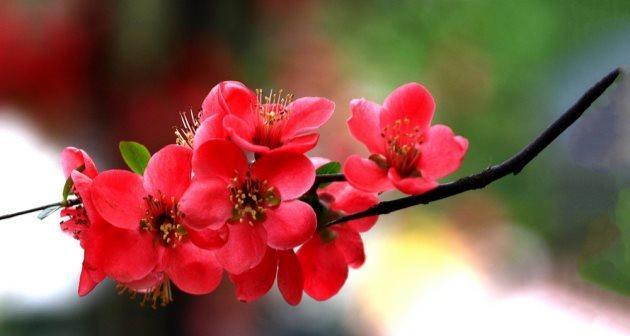 海棠花的寓意是什么？如何正确理解海棠花的象征意义？