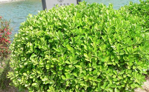 绿篱是乔木还是灌木植物？如何区分和选择？