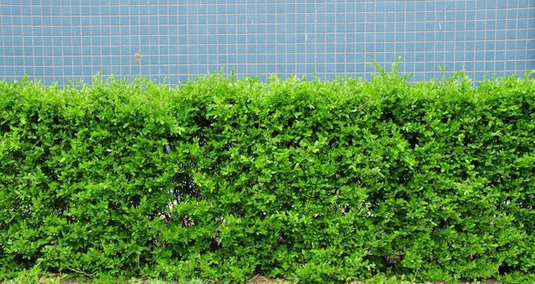 绿篱植物有哪些种类？如何选择适合的绿篱植物？