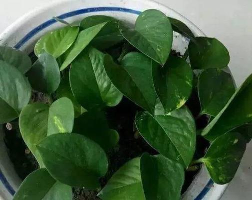 绿萝不发芽怎么办？如何解决绿萝生长停滞的问题？