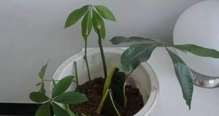 绿萝插枝能活吗？如何正确进行绿萝插枝？
