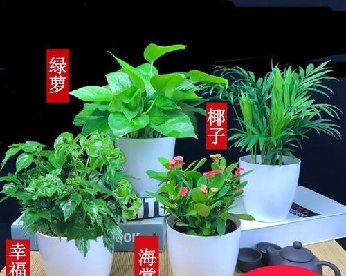 绿萝的根长什么样？如何正确识别和养护？