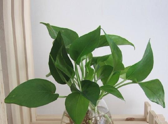 绿萝的花颜色和形状是什么？常见问题解答？