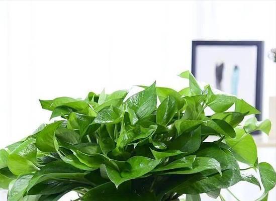 绿萝的花语和寓意象征着什么意思？如何养护绿萝以保持其美好寓意？
