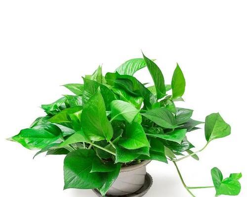 绿萝的花语和寓意象征着什么意思？如何养护绿萝以保持其美好寓意？