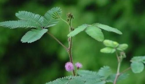 含羞草的花语是什么？含羞草的寓意有哪些常见问题解答？