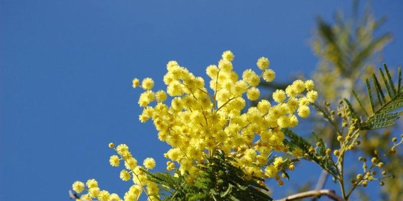 含羞草的花语是什么？含羞草寓意着什么？