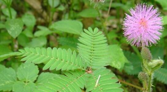 含羞草的花语是什么？含羞草象征着什么含义？