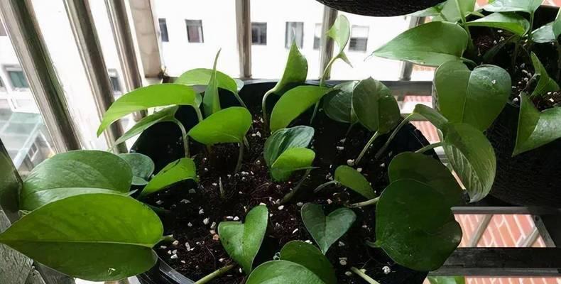 绿萝底肥应该使用什么肥料？底肥施用的最佳方法是什么？