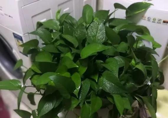 绿萝底肥应该使用什么肥料？底肥施用的最佳方法是什么？